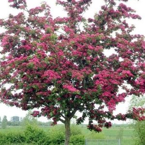 Hloh obyčajný (Crataegus laevigata) ´PAUL´S SCARLET´ - výška 180-230 cm, kont. C7.5L